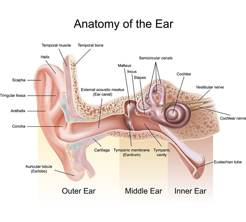 Anatomie des Ohres | © PantherMedia / peterjunaidydp
