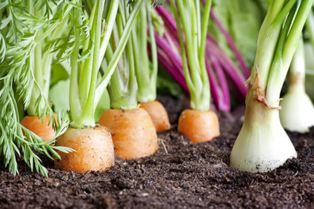 Gemüse anbauen | © panthermedia.net /udra