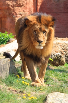 Ein Löwe